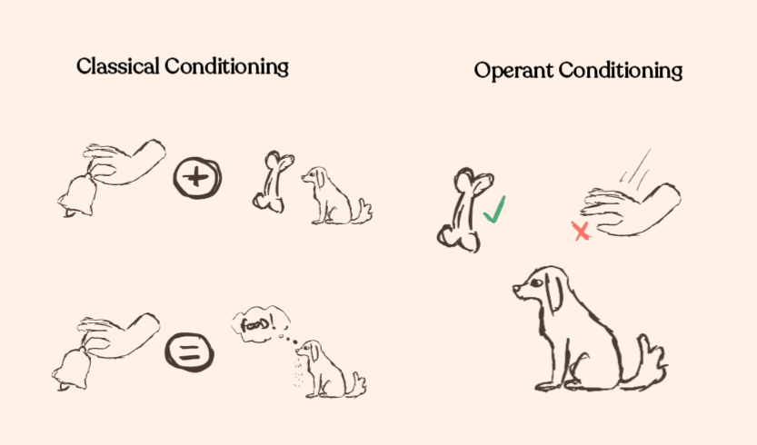 A sketch of the theories of classical and operant conditions. On the left
the ringing of a bell is 'added' to a dog and a bone. Below, the same ringing
bell is shown, and now the dog is drooling. On the right a bone is pictured
with a green tick above a dog, and to the right of that a hand 'whooshing' down
is pictured with a red X. width=